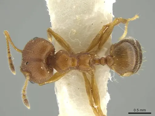 Pheidole fowleri - JTLC000016377