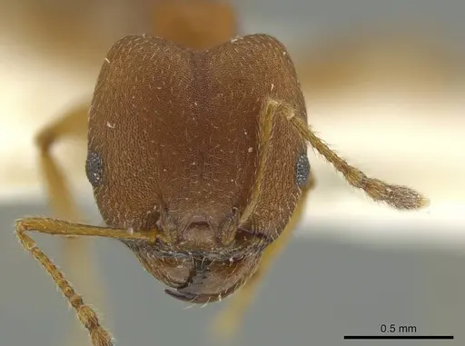 Pheidole fowleri - JTLC000016377