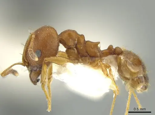 Pheidole fowleri - JTLC000016377