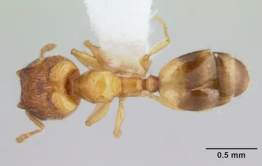 Pheidole fracticeps specimen