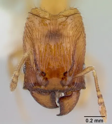 Pheidole fracticeps specimen