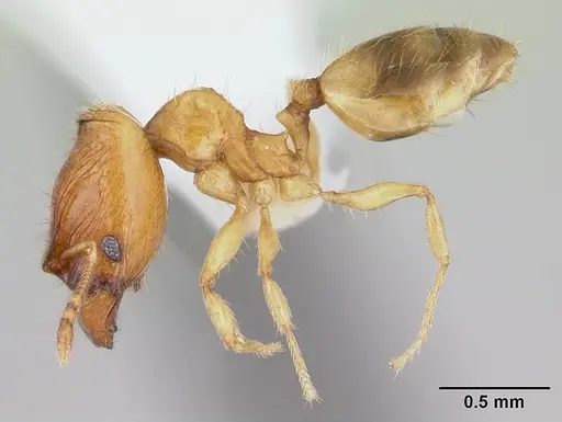 Pheidole fracticeps specimen