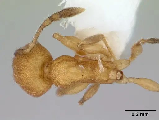 Pheidole fracticeps - CASENT0178025