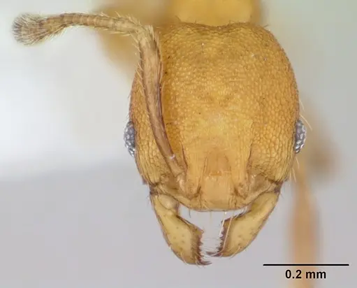 Pheidole fracticeps - CASENT0178025