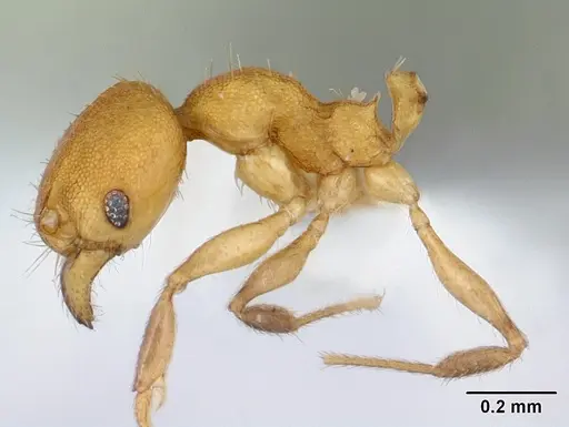 Pheidole fracticeps - CASENT0178025