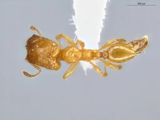 Pheidole fracticeps - ECOFOG-IT14-0819-48-S