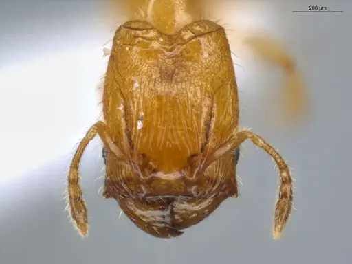 Pheidole fracticeps - ECOFOG-IT14-0819-48-S