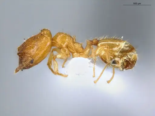 Pheidole fracticeps - ECOFOG-IT14-0819-48-S