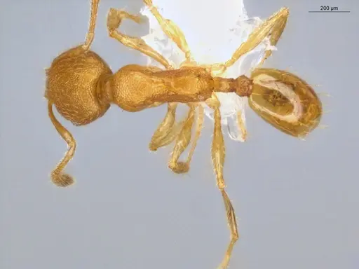 Pheidole fracticeps - ECOFOG-IT14-0832-11