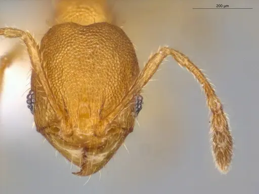 Pheidole fracticeps - ECOFOG-IT14-0832-11