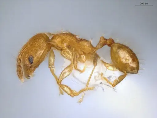 Pheidole fracticeps - ECOFOG-IT14-0832-11