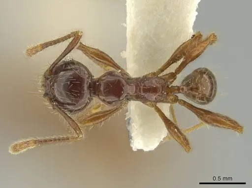 Pheidole fullerae specimen
