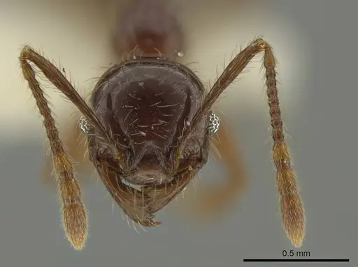 Pheidole fullerae specimen
