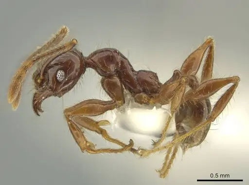 Pheidole fullerae specimen