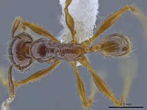 Pheidole fullerae - CASENT0650592