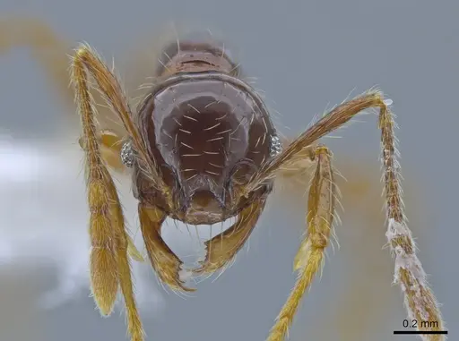 Pheidole fullerae - CASENT0650592