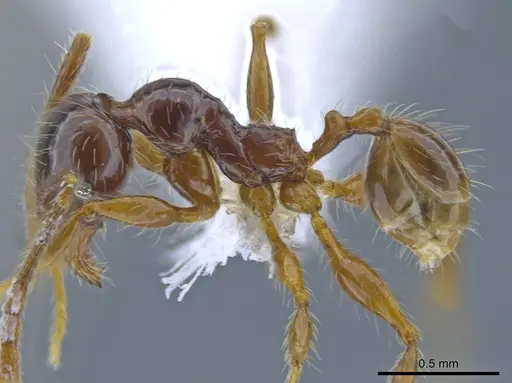 Pheidole fullerae - CASENT0650592