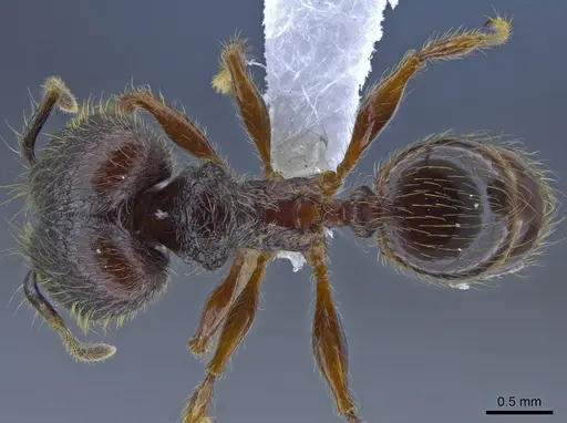 Pheidole fullerae - CASENT0650593