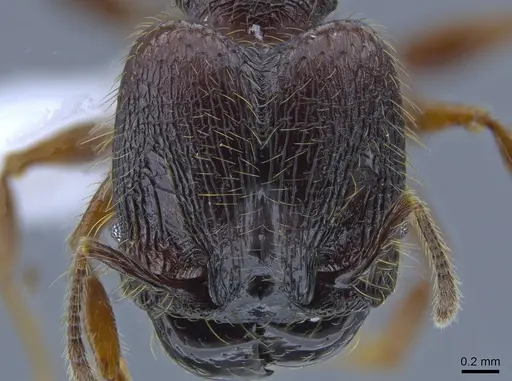 Pheidole fullerae - CASENT0650593