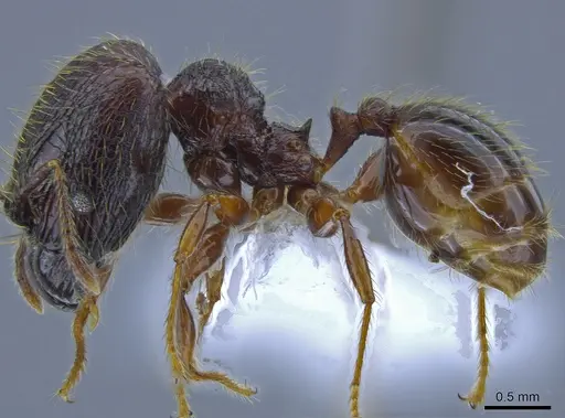 Pheidole fullerae - CASENT0650593