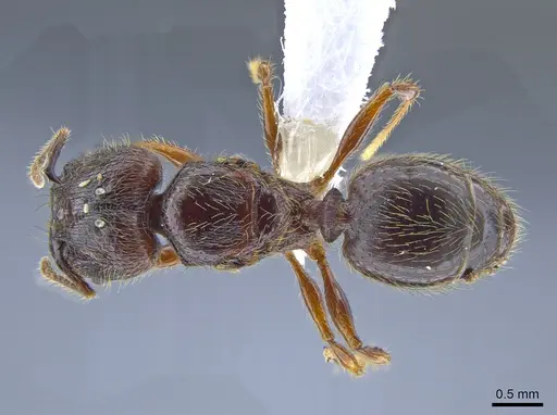 Pheidole fullerae - CASENT0650594