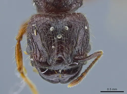 Pheidole fullerae - CASENT0650594