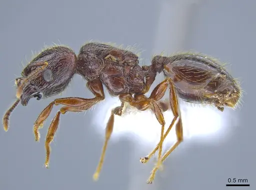 Pheidole fullerae - CASENT0650594