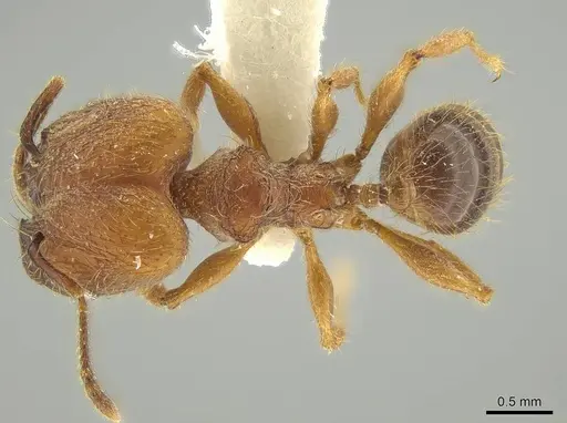 Pheidole fullerae - JTLC000016380