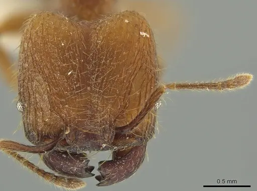 Pheidole fullerae - JTLC000016380