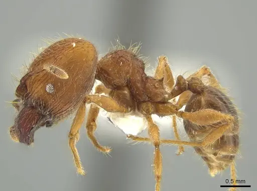 Pheidole fullerae - JTLC000016380