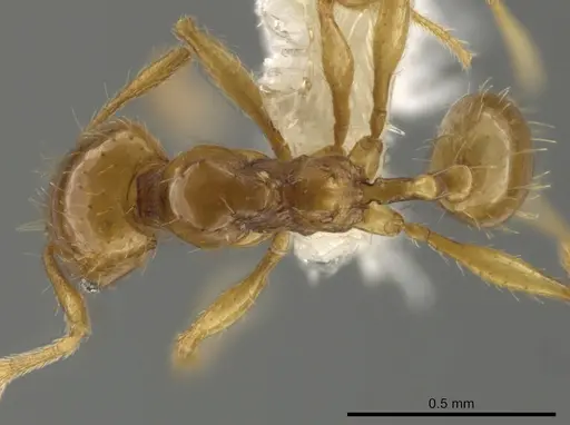 Pheidole funki specimen