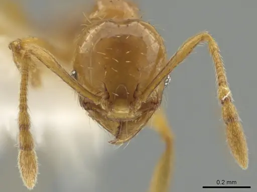 Pheidole funki specimen