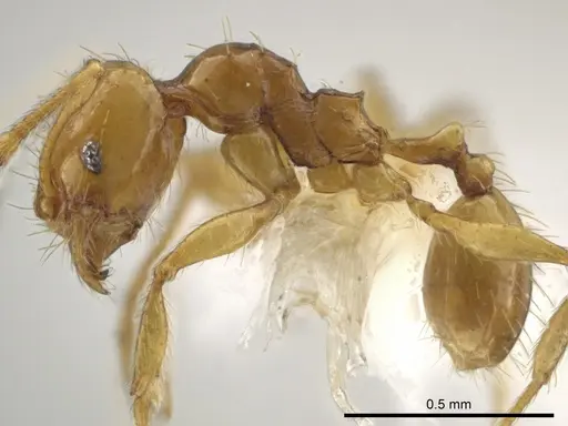 Pheidole funki specimen