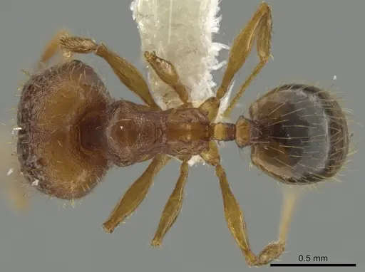 Pheidole funki - CASENT0646013
