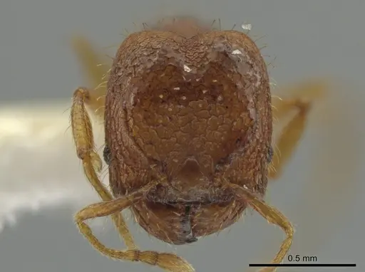 Pheidole funki - CASENT0646013