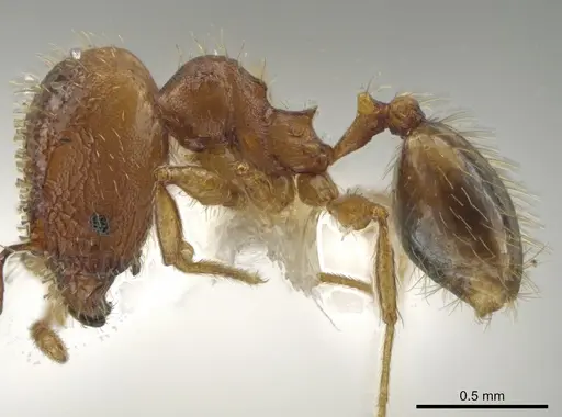 Pheidole funki - CASENT0646013