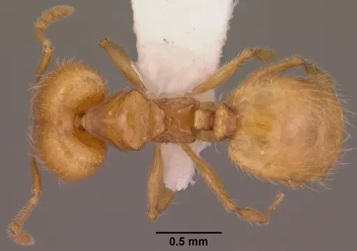Pheidole furtiva specimen
