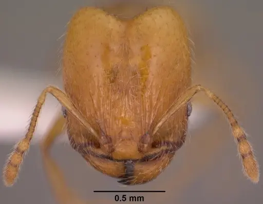 Pheidole furtiva specimen