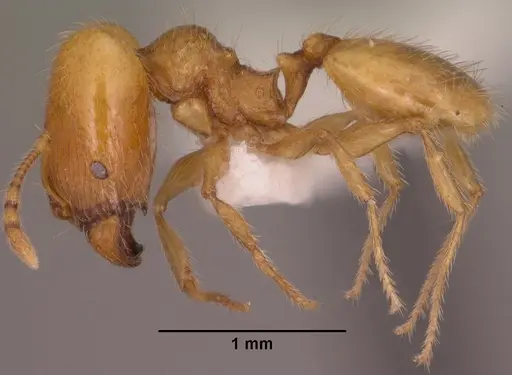 Pheidole furtiva specimen