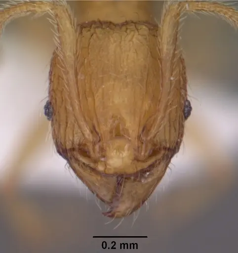 Pheidole furtiva - CASENT0102877