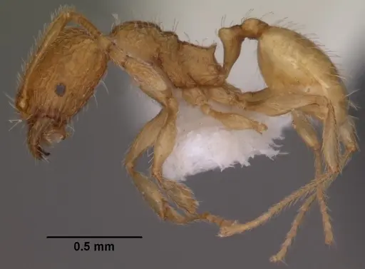 Pheidole furtiva - CASENT0102877
