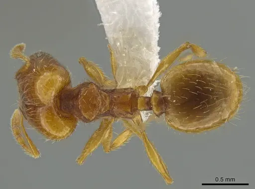 Pheidole furtiva - CASENT0613330