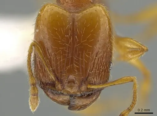 Pheidole furtiva - CASENT0613330