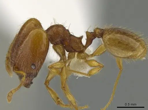Pheidole furtiva - CASENT0613330