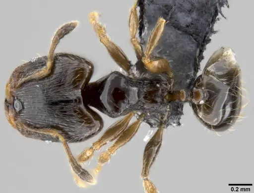 Pheidole fuscula specimen