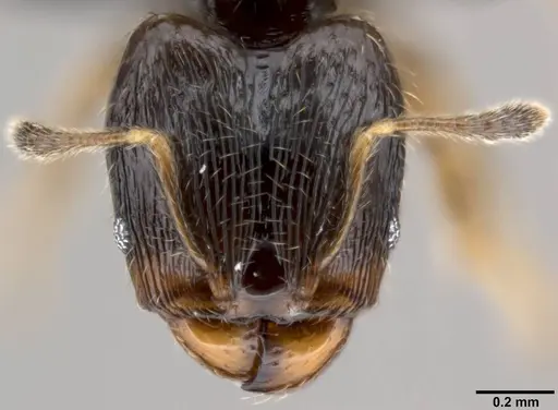 Pheidole fuscula specimen