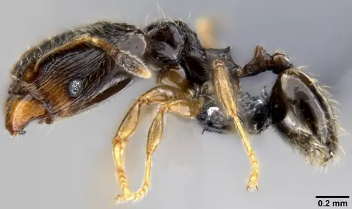Pheidole fuscula specimen