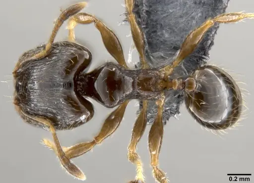 Pheidole fuscula - CASENT0219476