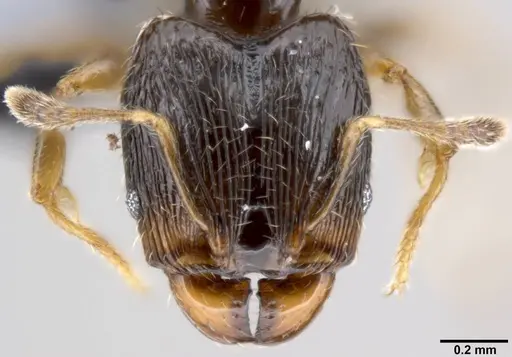 Pheidole fuscula - CASENT0219476