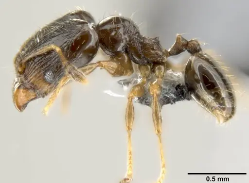 Pheidole fuscula - CASENT0219476